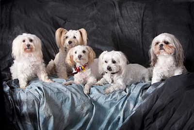 Puppy School Graduates