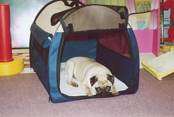 Crate Training