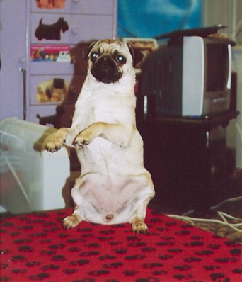 Sitting Pretty