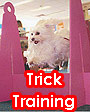 Trick Training