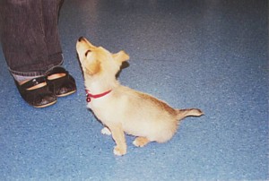 Puppy doing exercise: Stay