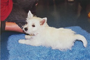 Puppy doing exercise: Settle on the mat