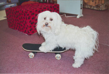 Tara on her Skateboard