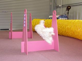 Dog jumping hurdles