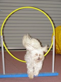 Dog jumping through hoop
