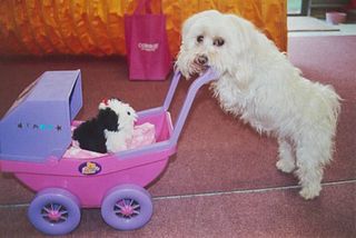 Dog pushing pram