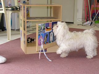 Dog reading and choosing pictures