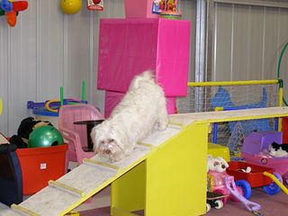 Dog walking down ramp