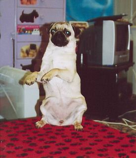 Sitting Pretty