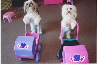 Two dogs pushing prams