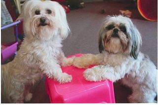 Two Dogs Talking